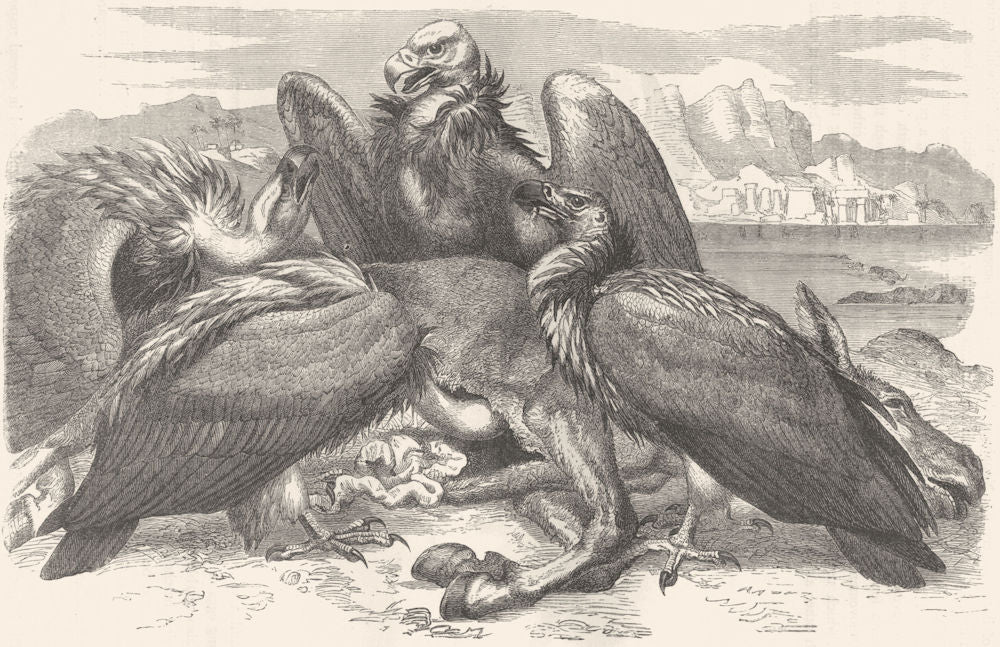 BIRDS. Raptorial. Vulture. African c1870 old antique vintage print picture